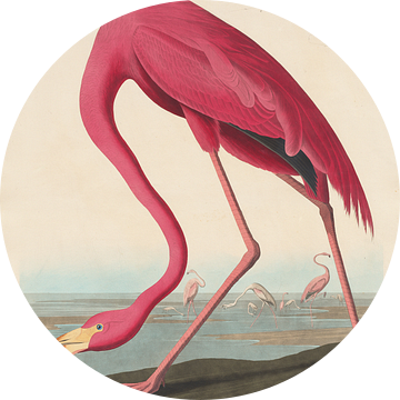 American Flamingo, origineel  (gezien bij vtwonen)