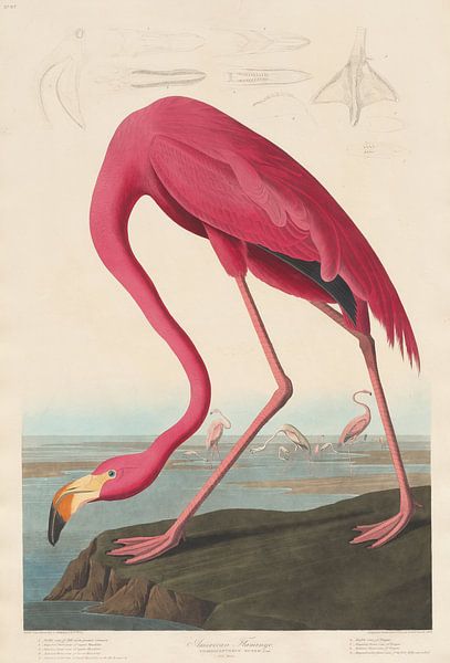 Flamant américain, original par Des maîtres magistraux