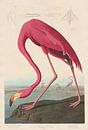 Amerikanischer Flamingo - John James Audubon von Meesterlijcke Meesters Miniaturansicht