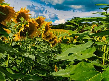 Explosion de couleurs dans un champ de tournesols