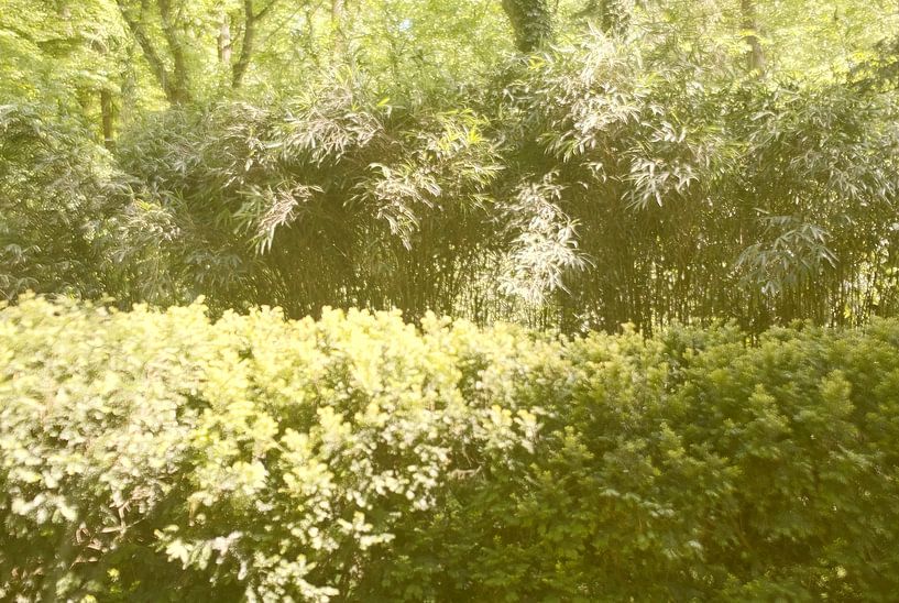 Hotel Butterfly by True Color Stories