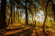 Sonnenaufgang im Wald von Stedom Fotografie Miniaturansicht