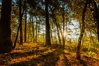 Sunrise in the forest