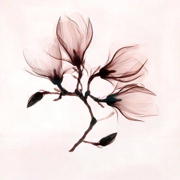 Pink transparent magnolia by Affect Fotografie