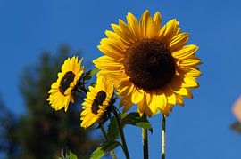 Zonnebloembloemen tegen een blauwe lucht