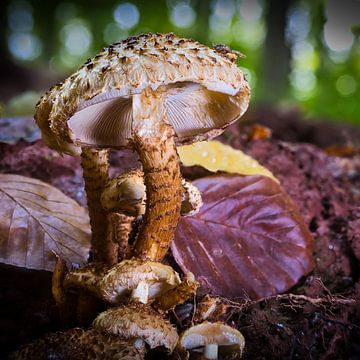 Zicht op paddenstoelen in een holle boom van Andreas Völkel