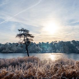 Soleil de mi-hiver sur Stephan Krabbendam