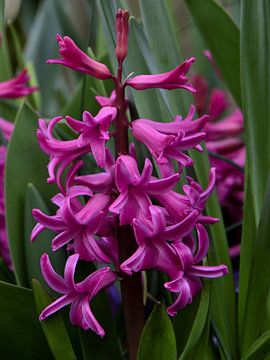 A red flower of a hyacinth