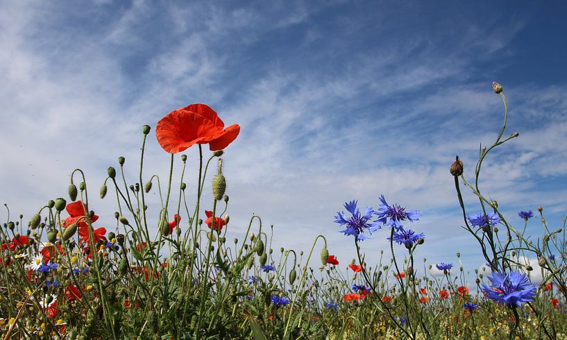 afield by Ostsee Bilder