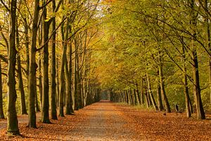 Atmosphärischer Waldweg im Herbst von Peter van Dam