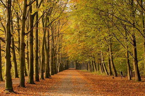 Cheminement atmosphérique de la forêt en automne