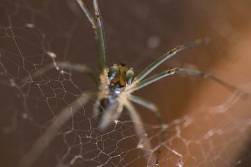 Fascinante photo macro d'une araignée, impression en gros plan de la nature sur Martijn Schrijver