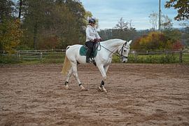 Training with the white horse on a riding arena in autumn