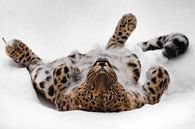Le léopard d'Extrême-Orient joue dans la neige par Michael Semenov Aperçu