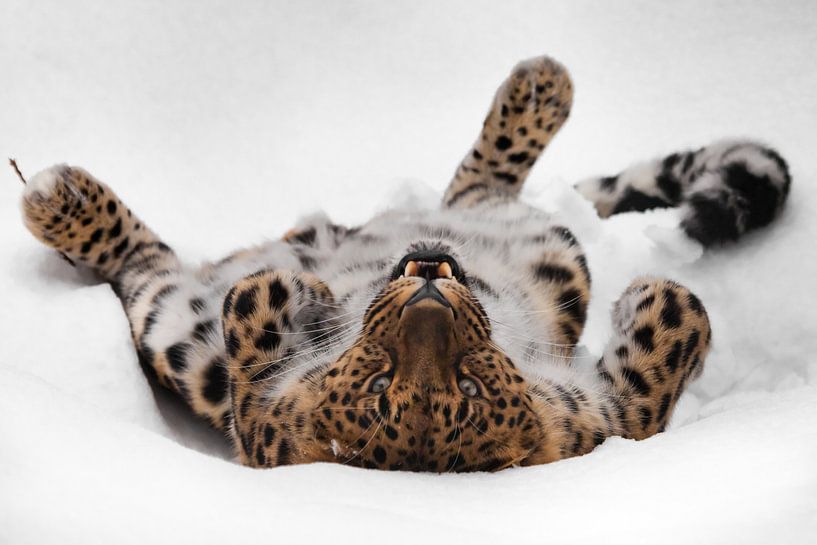 Le léopard d'Extrême-Orient joue dans la neige par Michael Semenov
