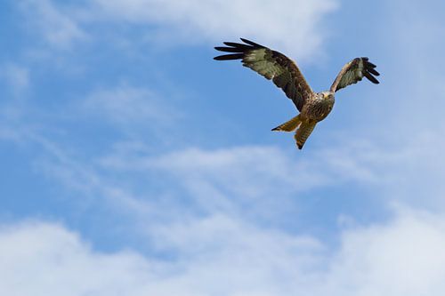 Rode Wouw in duikvlucht in Engeland