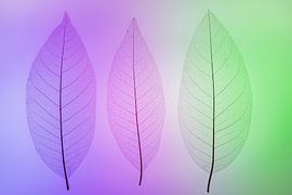 Skeletbladeren groen, blauw, paars by Karin Tebes