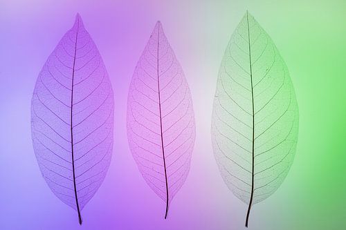 Skeletbladeren groen, blauw, paars