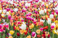 champ de tulipes coloré