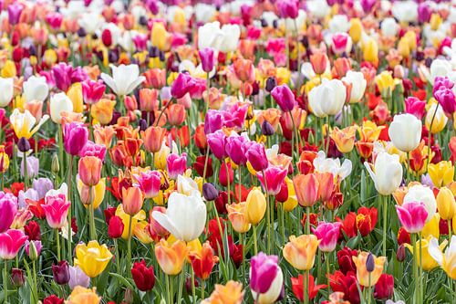 colorful tulip field