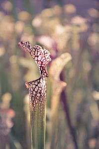 The sentinel (Sarracenia sp.)