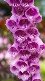 La digitale sur Liv ter Riet