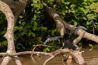 Anhinga anhinga by Maarten Verhees thumbnail