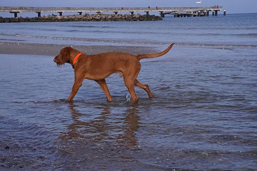 Waterspelletjes aan de Baltische Zee met een Magyar Vizsla.