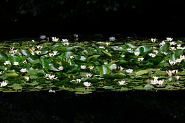 Seerosenpanorama von Thomas Jäger