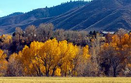 Goldener Herbst in den Bergen von Colorado