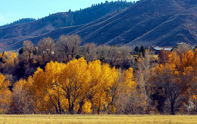 Golden autumn in the mountains of Colorado by Mikhail Pogosov