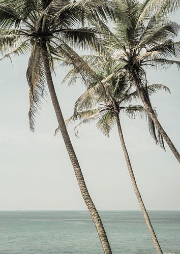 Ocean Breeze Palms