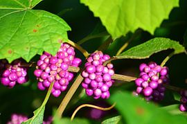 Pink berries by Frank's Awesome Travels