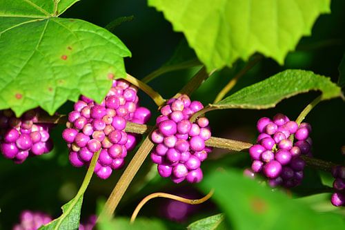 Roze bessen