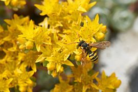 Wasp on wall pepper by Karin Jähne