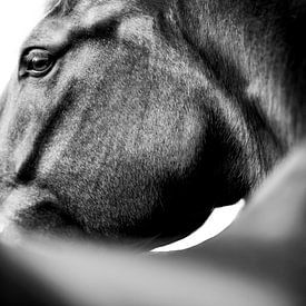 Horse close up fine art photo by Daliyah BenHaim