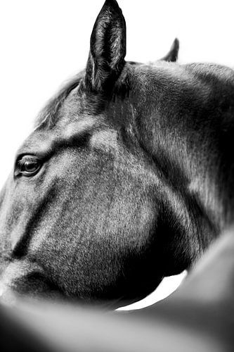 Paard close up fine art foto