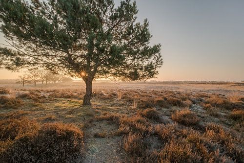 Natuurgebied Deelerwoud