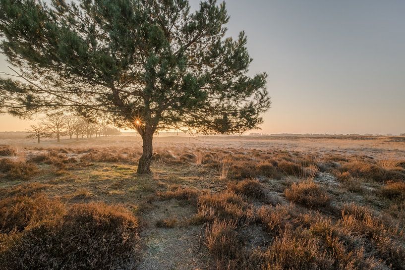 Nature reserve Deelerwoud by Moetwil en van Dijk - Fotografie