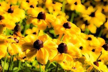 yellow coneflowers by Dieter Walther