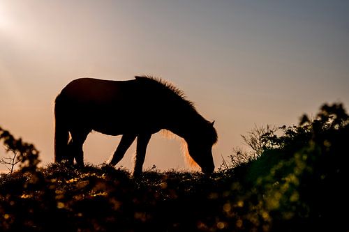 Paard Silhouet Grazend in het Gouden Uur