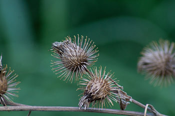 La beauté de la nature