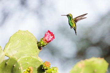 Hummingbird and cactus by Tim Emmerzaal