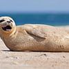 Happy seal on the beach by Anton de Zeeuw