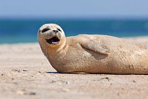 Blije zeehond op het strand van Anton de Zeeuw