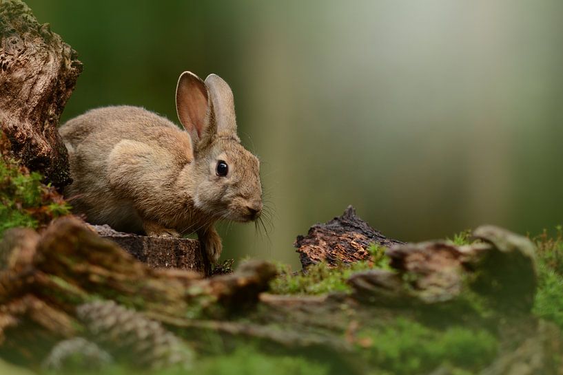 Rabbit in forest by Cindy Van den Broecke