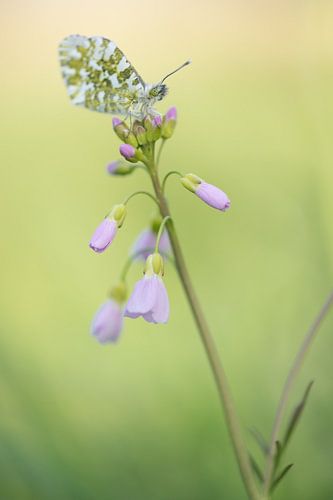 Vlinder: Oranjetipje (Anthocharis cardamines) op pinksterbloem