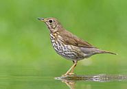 Song Thrush, Turdus philomelos by Beschermingswerk voor aan uw muur thumbnail