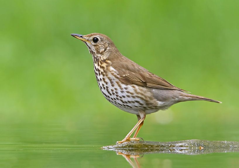 Song Thrush, Turdus philomelos by Beschermingswerk voor aan uw muur