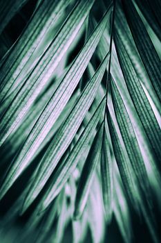 Creatief beeld van een palm blad